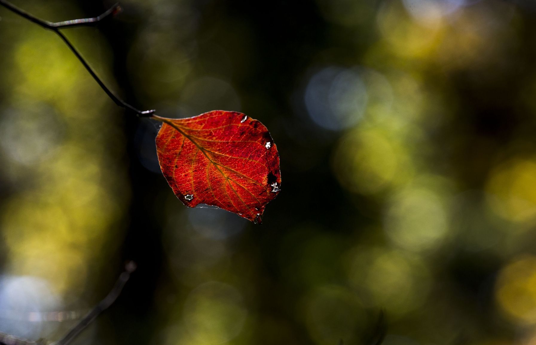 Fall shining down